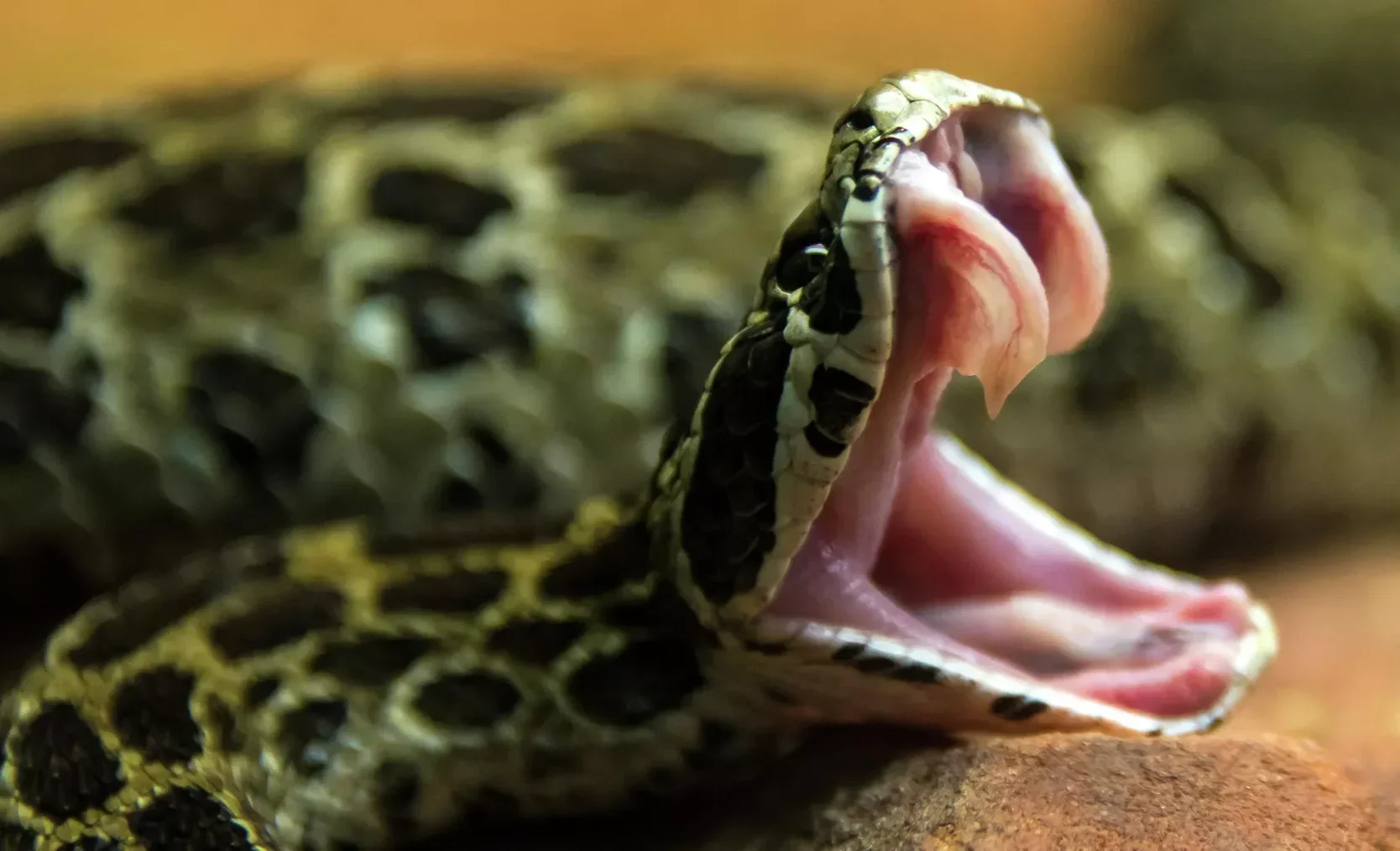 2035079650_0_160_30.2e16d0ba.format-webp.fill-1668x1014