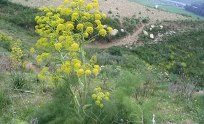 Ferrule_commune_Sic.2e16d0ba.format-webp.fill-1668x1014 (1)