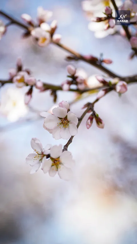 Isko.00_15_51_03.Still011.max-1920x1080.format-webp.webp