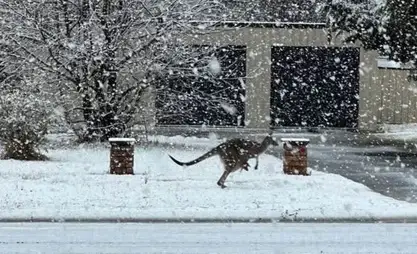 澳大利亚遭遇40年来最强降雪