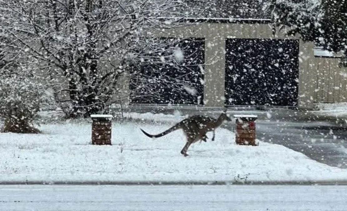 Snegopad-v-Avstrali.2e16d0ba.format-webp.fill-1668x1014