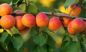 ZPwtiBMJ7Oc.2e16d0ba.format-webp.fill-1668x1014.webp