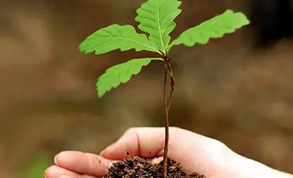 自然过滤器：比什凯克市政府推荐种植特定种类树木