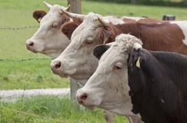 plemennye-korovy-skot-850x560